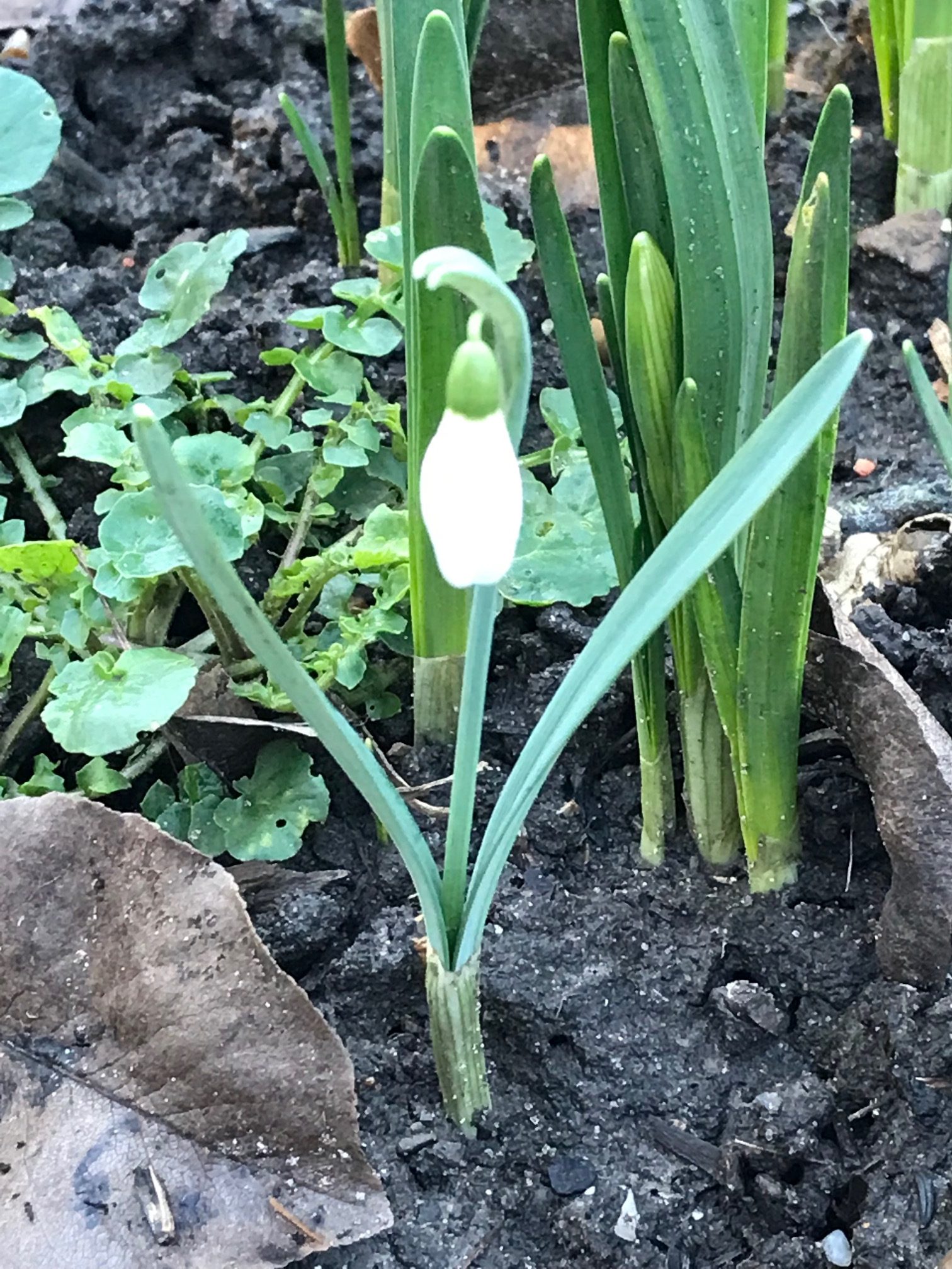 spring flower
