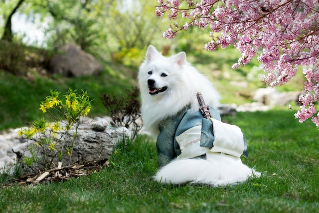white dog on green ready for a pic nic
