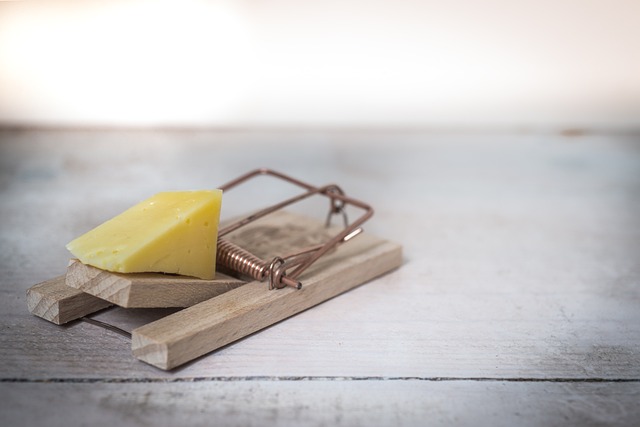 pest control mouse trap