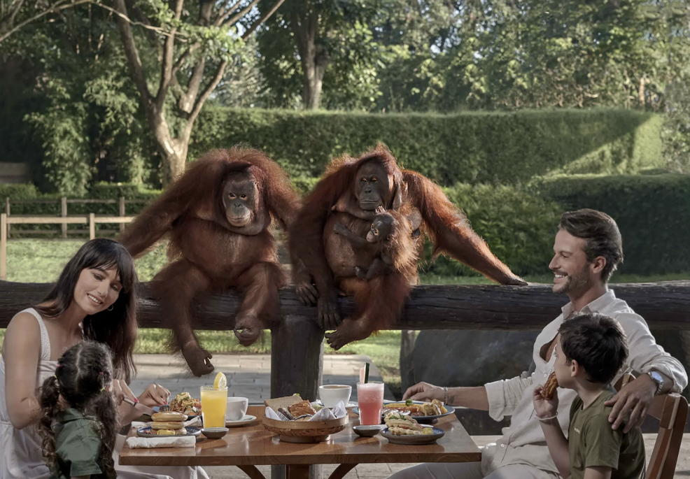 Breakfast in bali, Orangutans at Bali Zoo