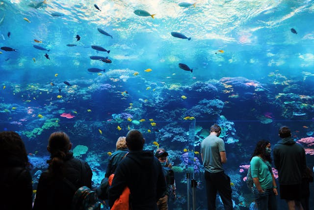 Tampa florida acquarium pexels-manny-rodriguez-184413994-18179125
